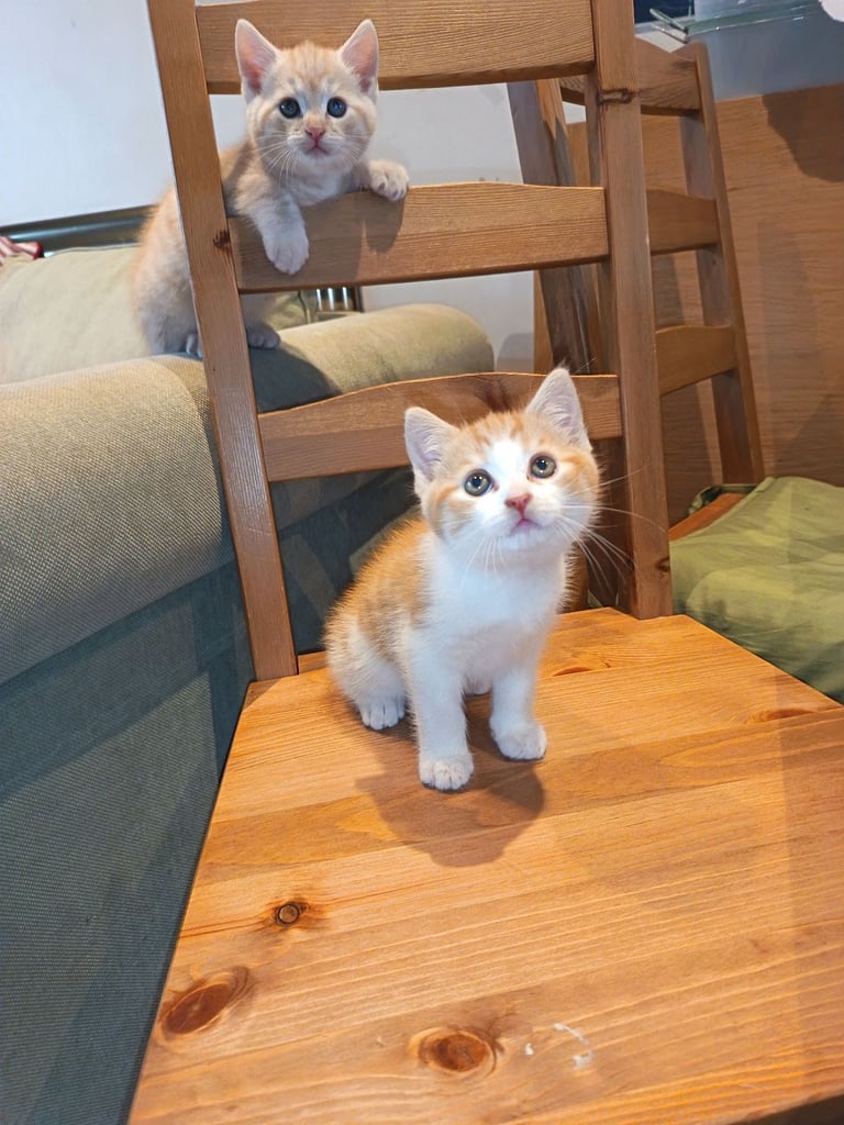 4 cuddly tabby and ginger kittens 