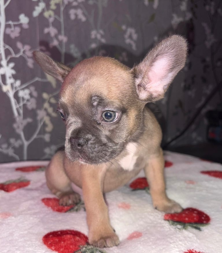 French bulldog puppies £800 ono