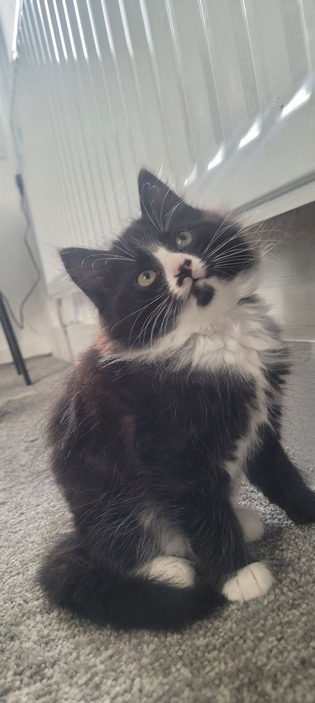 3 kittens 