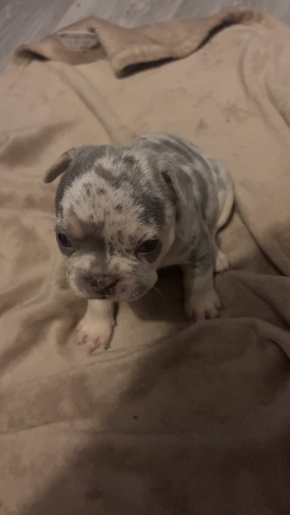French bulldog puppies