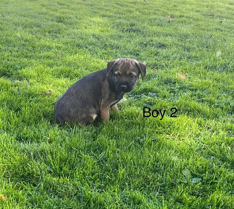 Border terrier pups