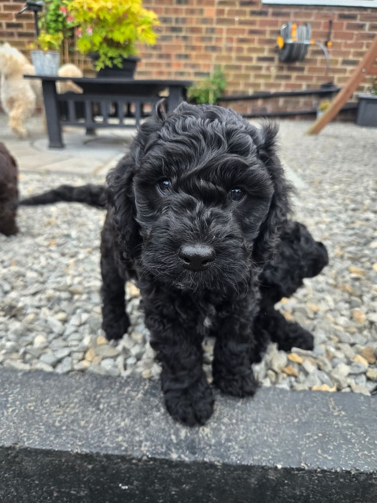 Gorgeous F1 Cockapoo Puppies