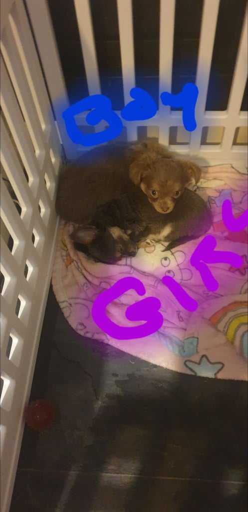 Long haired chihuahua puppys £1100