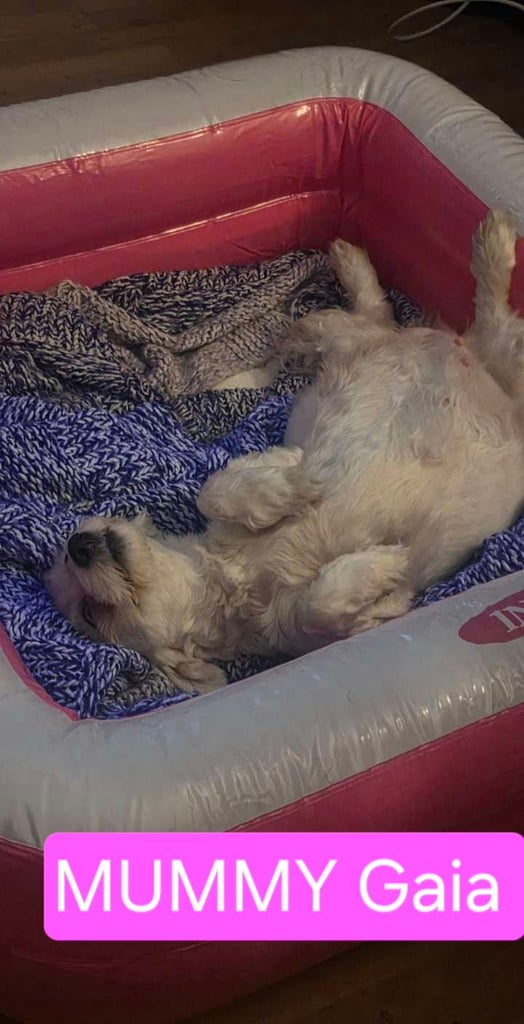 Adorable Maltese  Puppies 