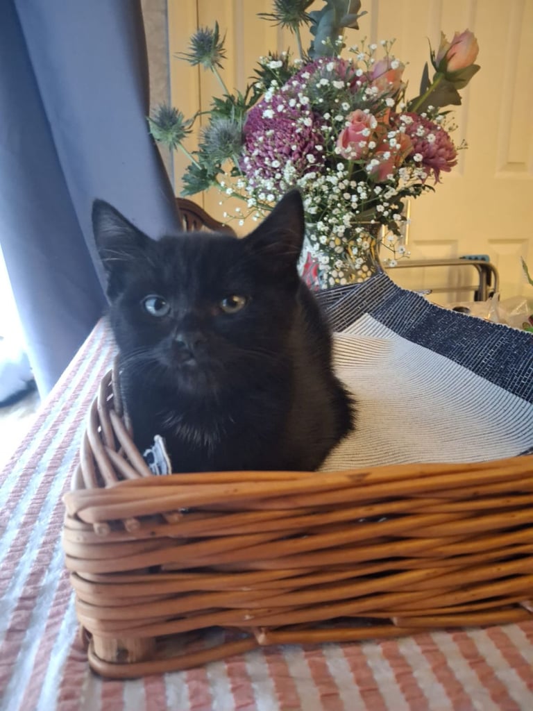 1 boy kittens for sale