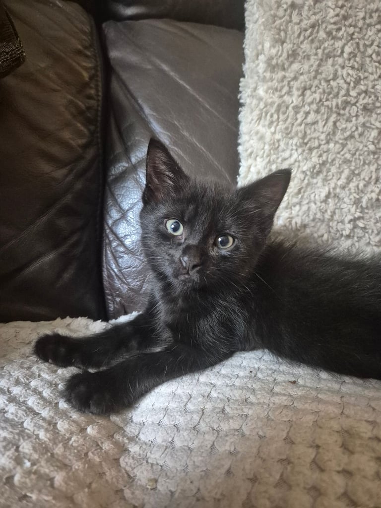 image for 12 week old male kitten 