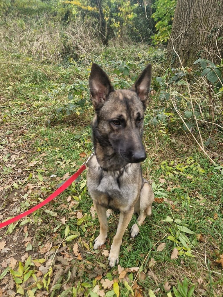 Belgian Mali looking for forever home 