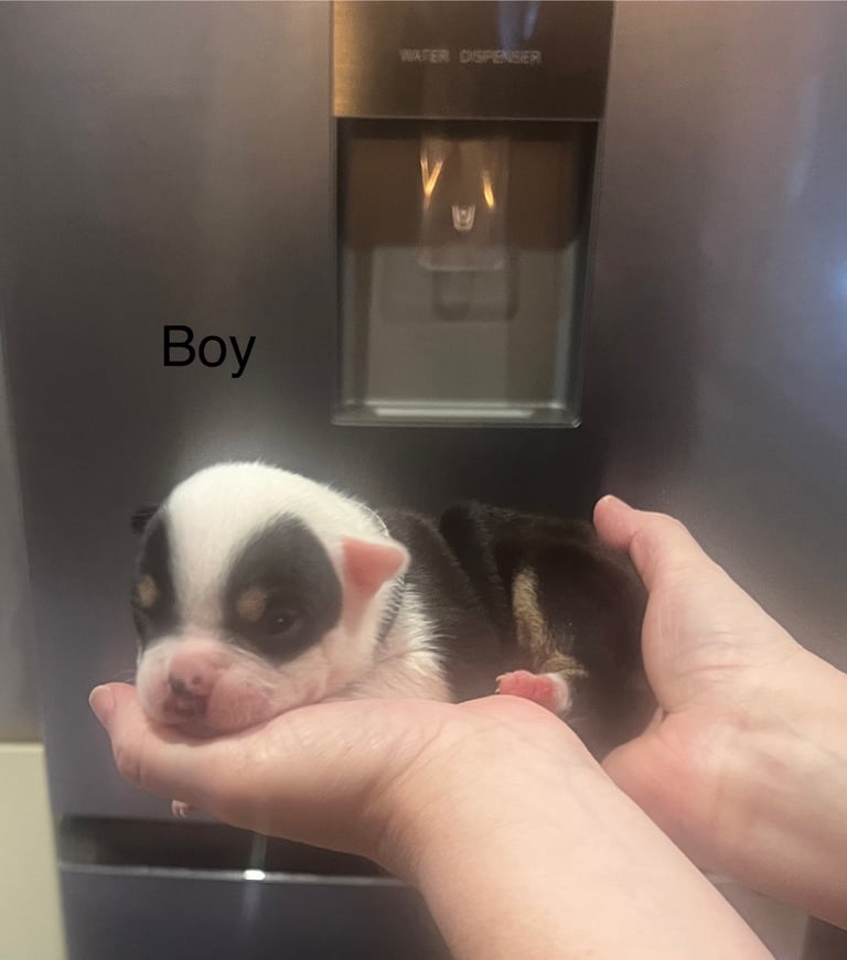 Pocket bully pups for sale! 