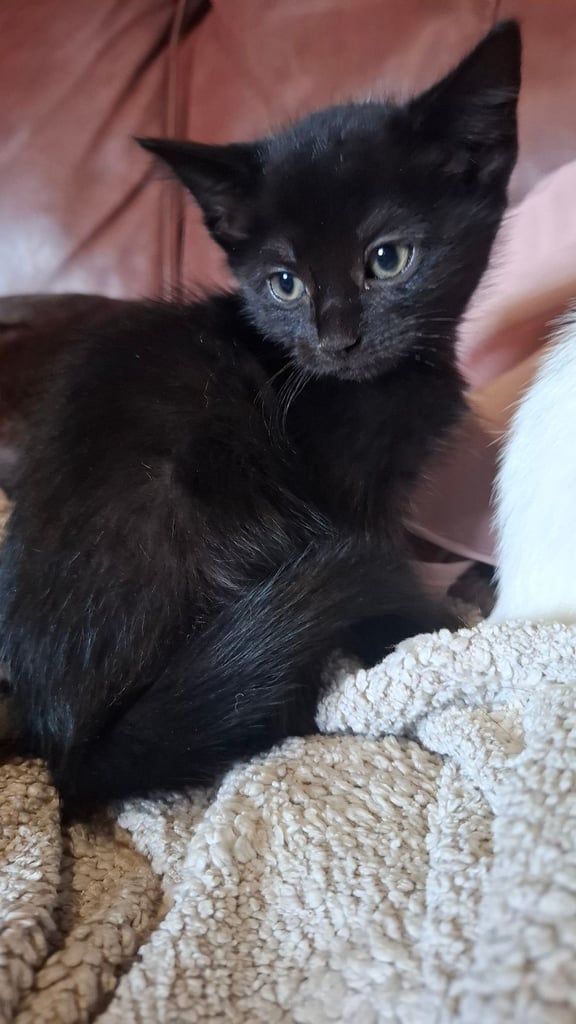 5 kittens ready to go to new homes 