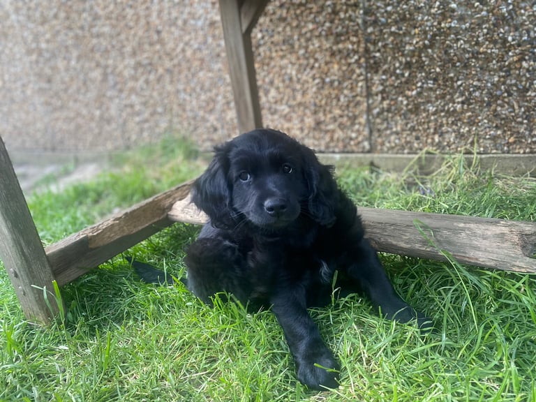 Puppies for sale - Labradoodles 