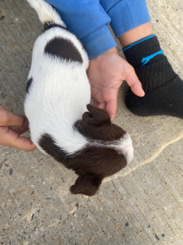 Jack Russell puppies 
