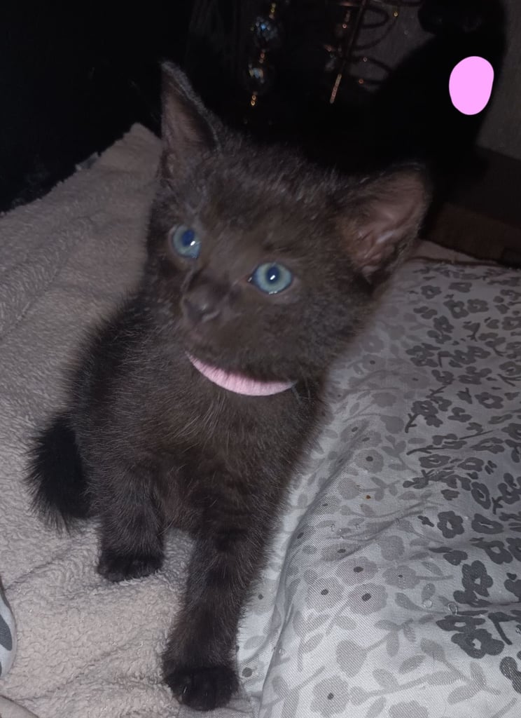 2 gwjus kittens 