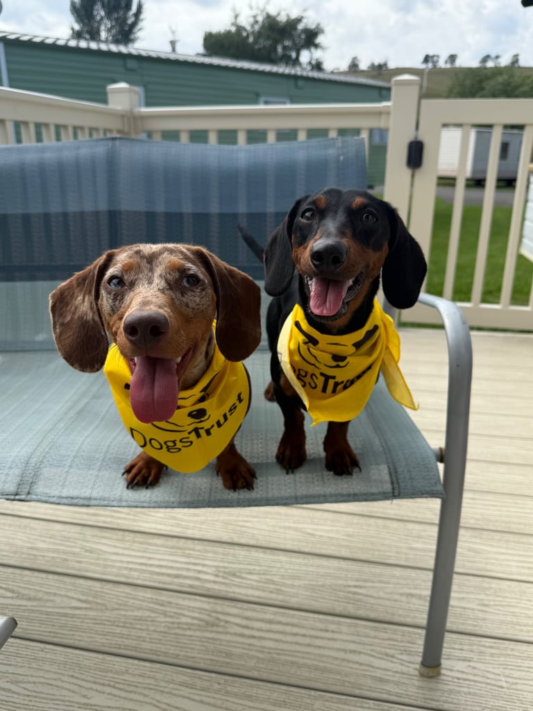 Miniature dachshund puppies 