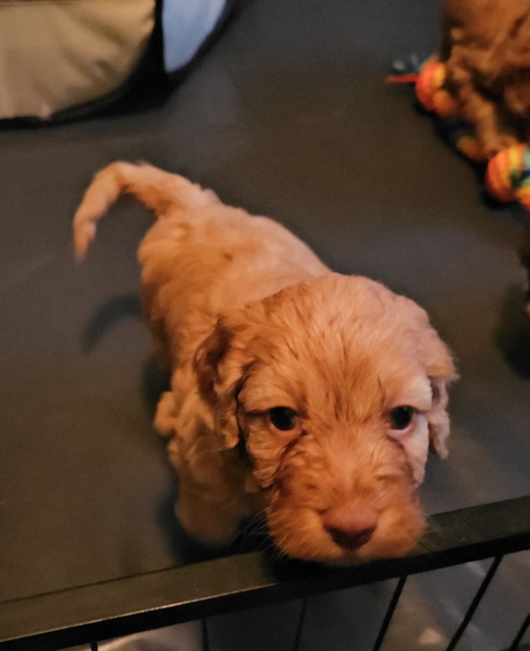 Miniature Cockerpoo Puppys