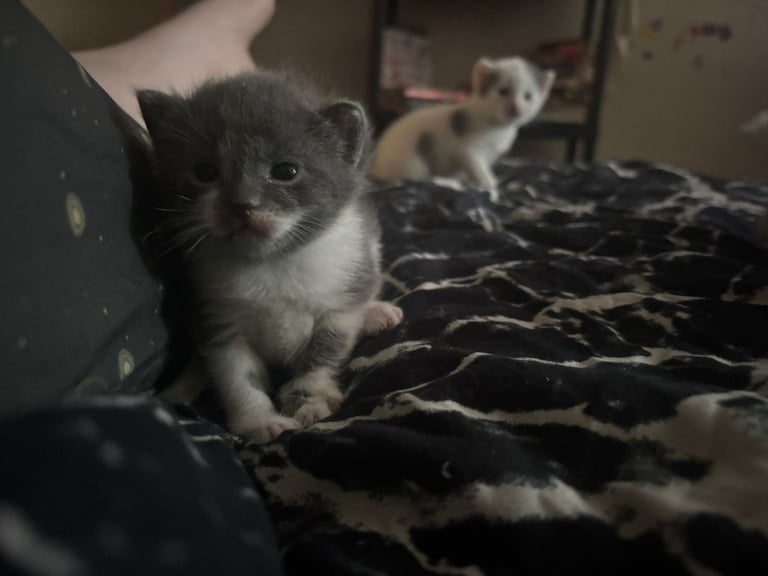 Beautiful russian blues/white and blue