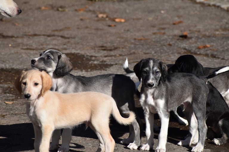 Saluki puppies