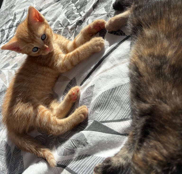 KITTENS ready to go now 