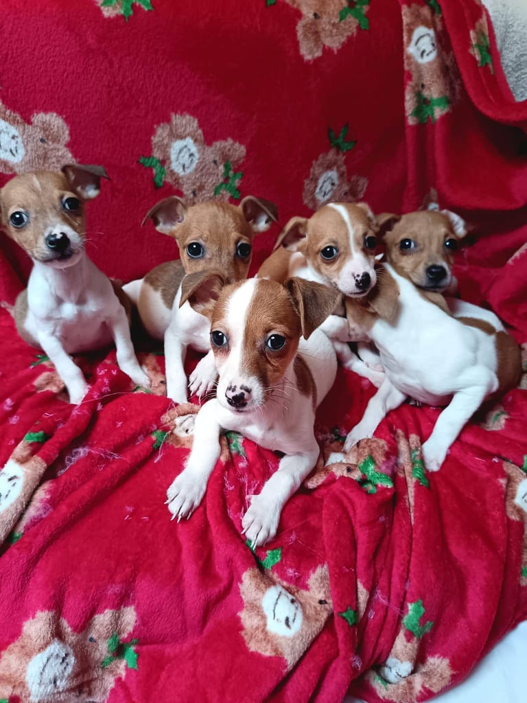Jack Russell puppy's 