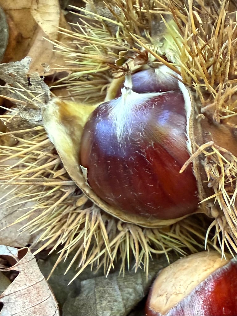 1 Kg 100% BRITISH Sweet Chestnuts for Roasting or Cooking Kent Woodland Foraged