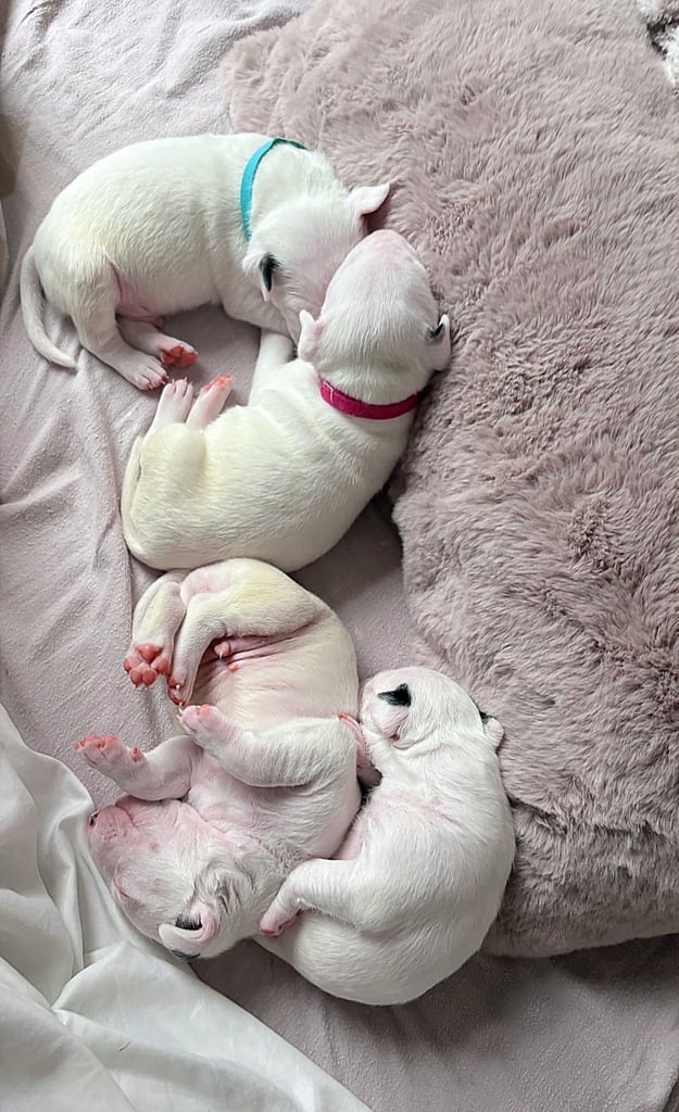 KC English Bull Terrier puppies 🐾