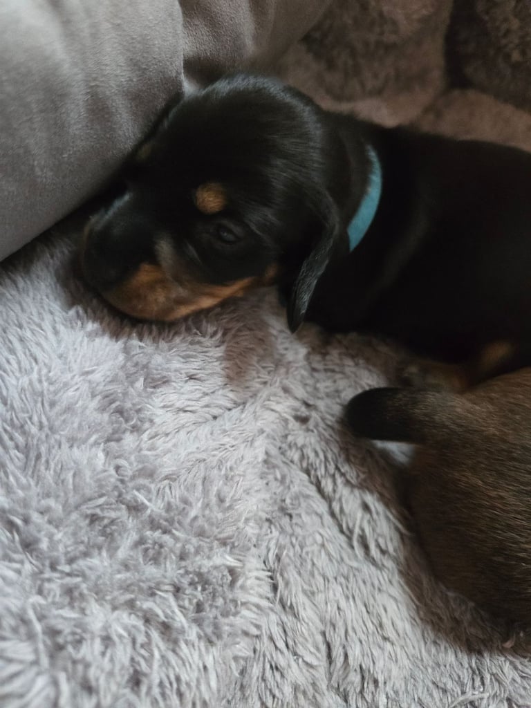 Miniature Dachshunds Seeking Forever Homes 