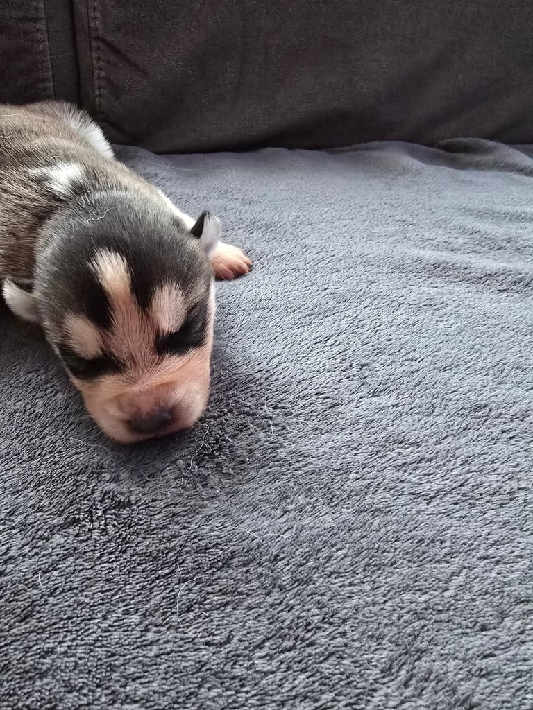 image for New born Siberian Husky puppy for sale, healthy and ready to go home in 8 weeks.