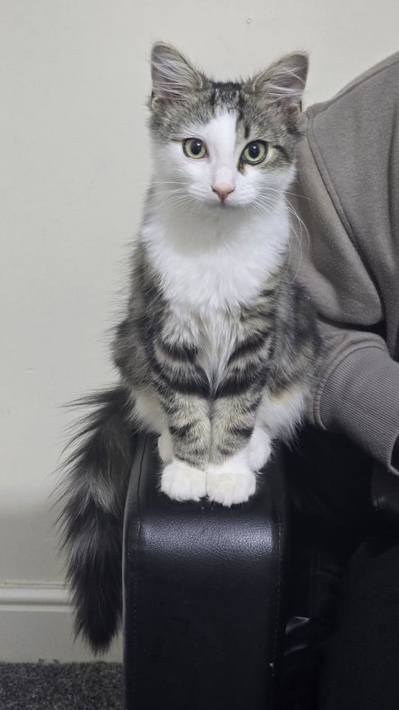 Kitten 