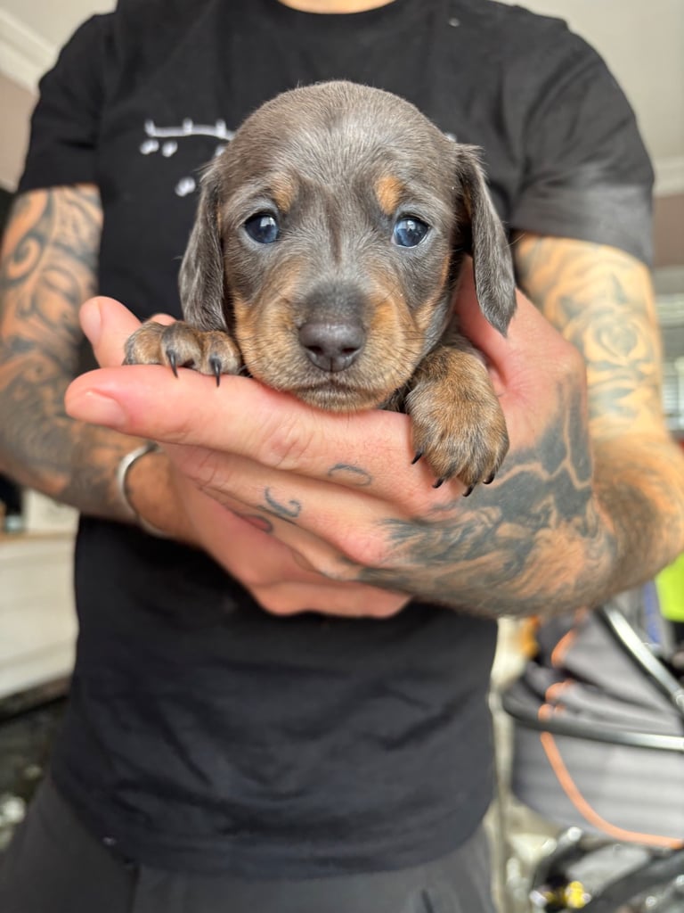 Miniature dachshund for sale £1200