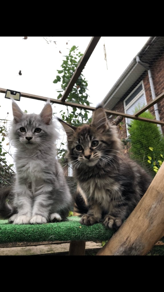 2 girls left  Mainecoon kittens 13 weeks