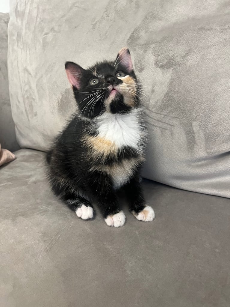 image for 8 weeks kitten ready to sell