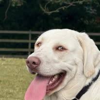 White Labrador