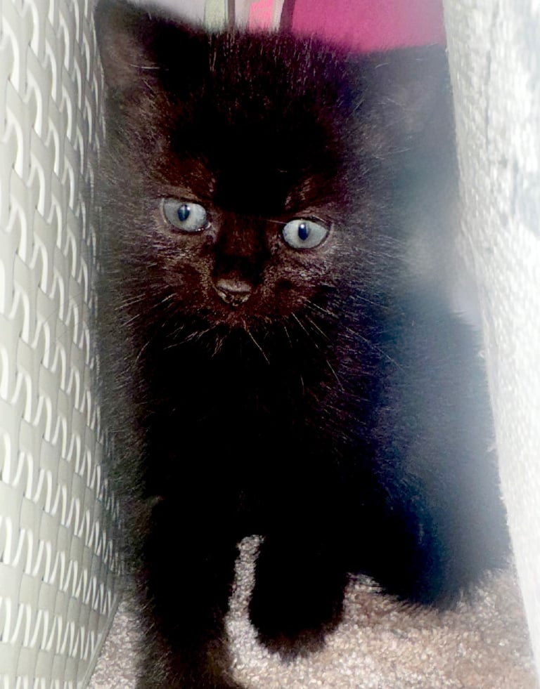 image for Black tabby kittens for sale
