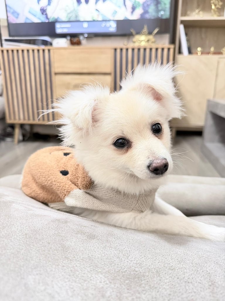 pomeranian Pomchi