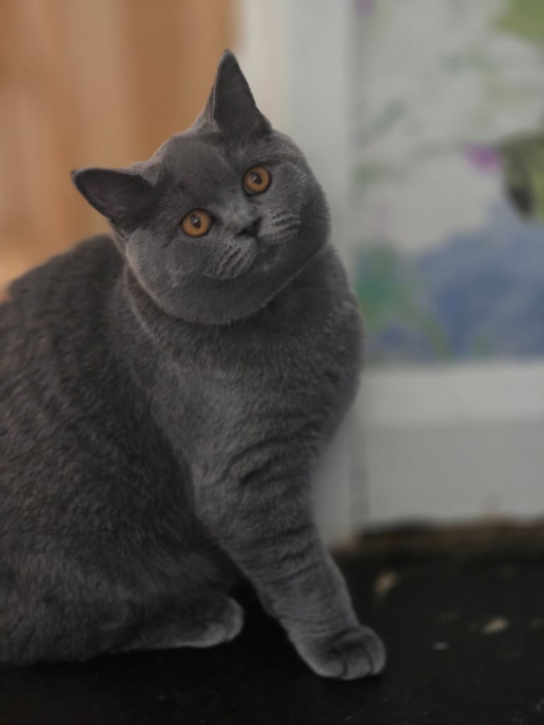 British shorthair kittens 