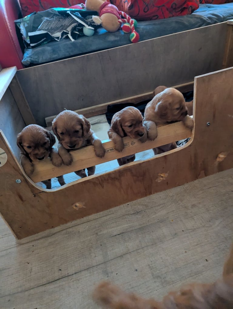 Golden cocker spaniel.
