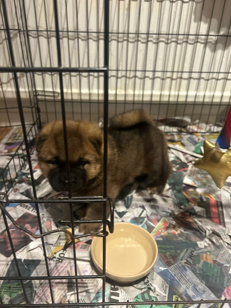 Chow chow cross Akita puppies 