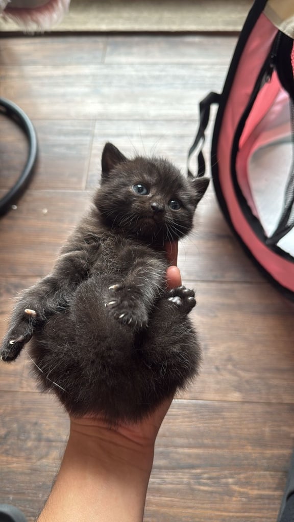 Half British short hair Kittens 