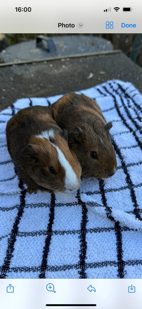 4 x Female Guinea Pigs