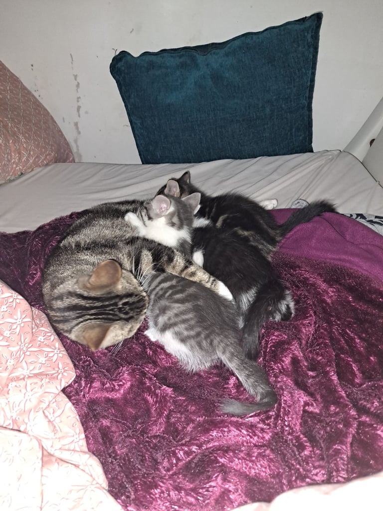 Grey and white male kitten 