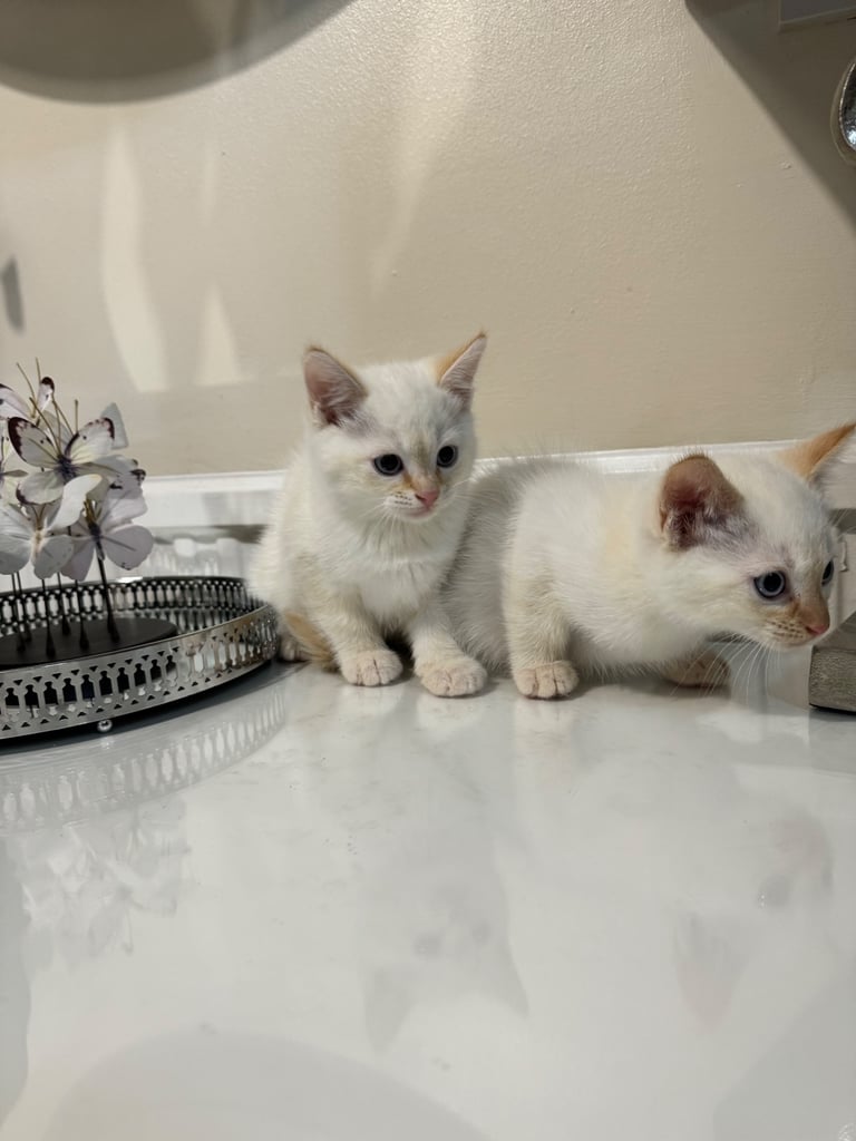 Unique shorthair kittens 