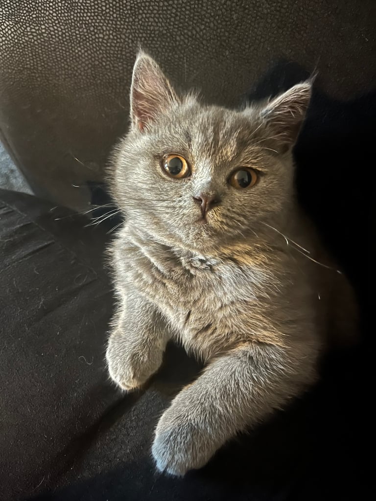 Bsh blue female kitten.