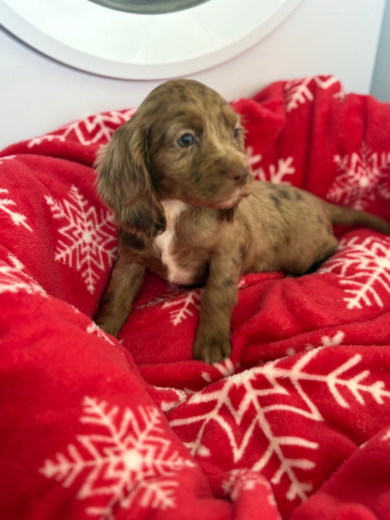 Beautiful Cocker Spaniel Puppys 😍