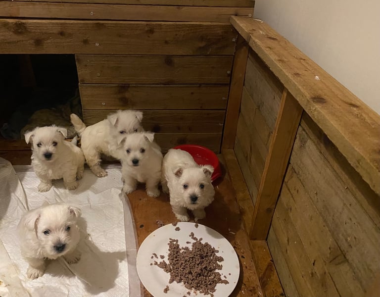 Westie pups