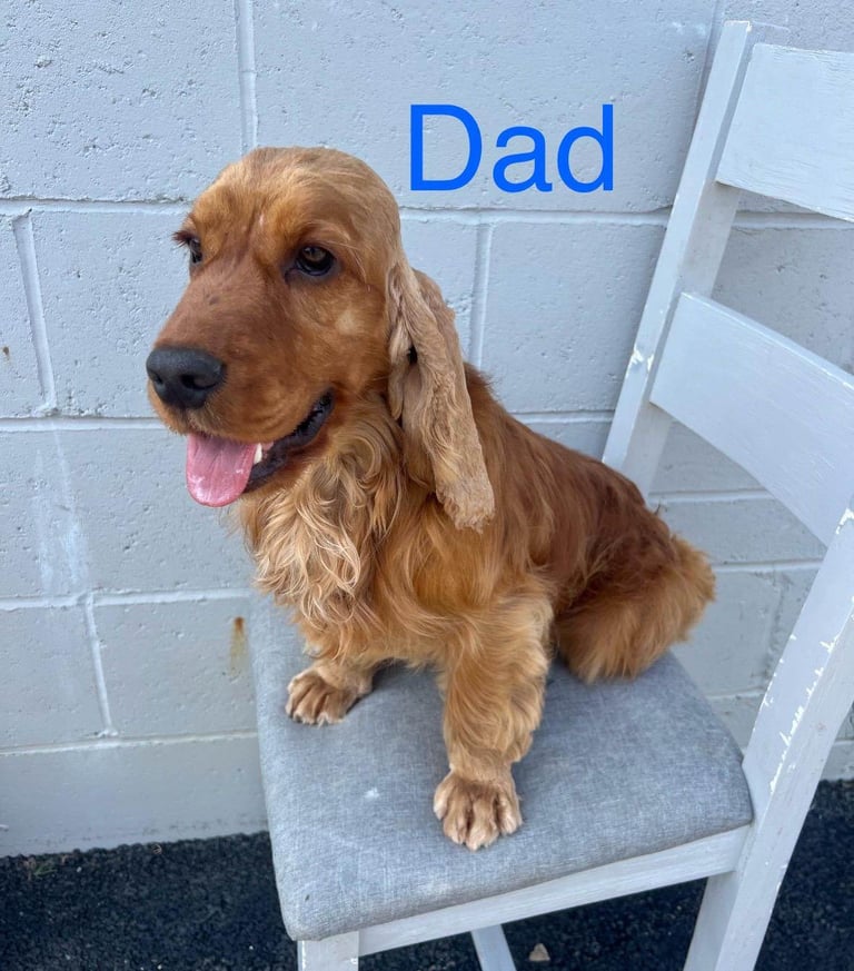 Superb show type cocker spaniel puppies 