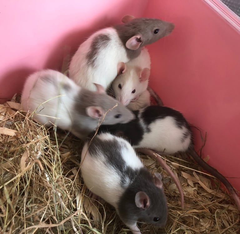 Very cute and friendly fancy baby rats