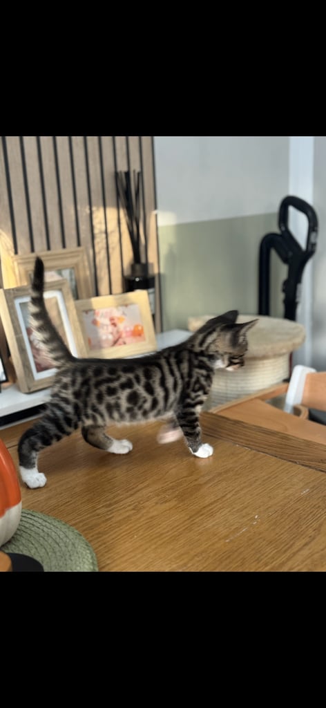 Maine coon cross Bengal kittens ready now 