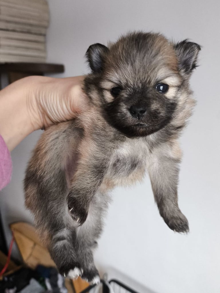 Pomeranian puppies - 2 boys