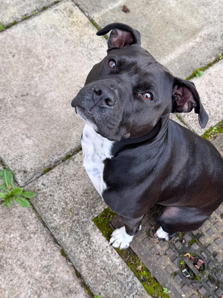 image for Staffy bitch dog
