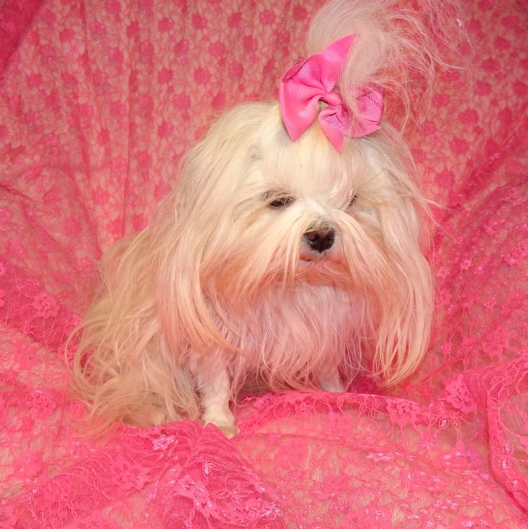 image for *Luxury KC Registered Korean Maltese Adult Girl*