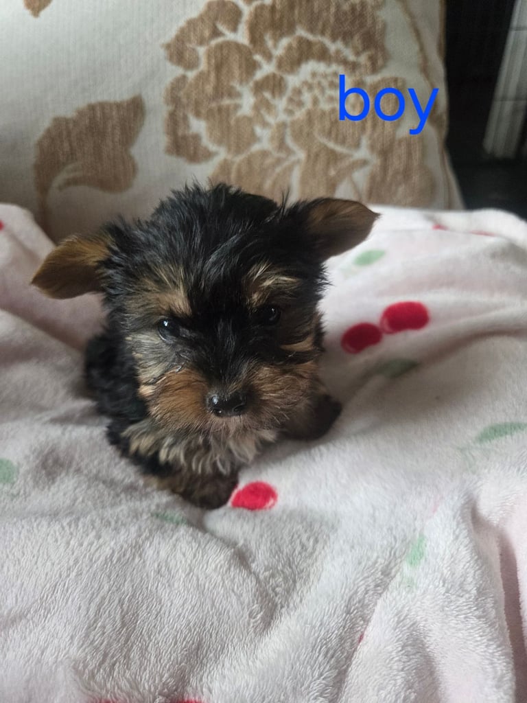 Yorkshire terrier x jackrussell 